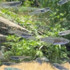 #33ブラックダイヤヒレ長　グレー系　幼魚〜若魚　10匹¥500 25匹¥1,000 2025/07/04の画像