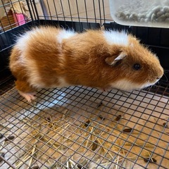 イングリッシュ×メリノ　モルモット里親募集