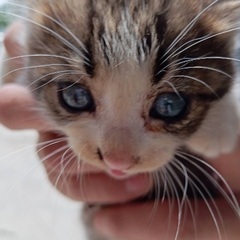 保護猫