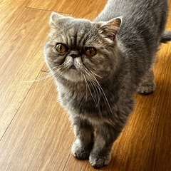 4歳のエキゾチックショートヘア
