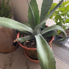 アガベAgave プロトアメリカーナ　 5年苗　　      