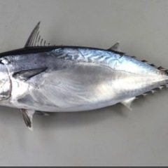 明日の朝マズメでソウダガツオ釣りに行きます！