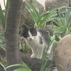 子猫の里親募集