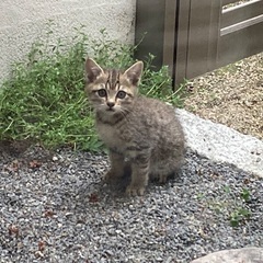 子猫の里親募集 - 尾道市