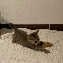 子猫の里親募集 − 広島県