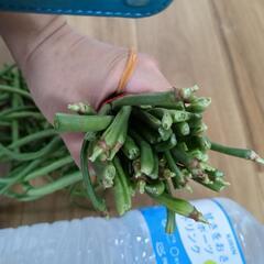 ささげの画像