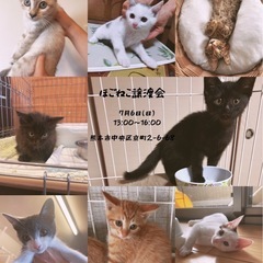 🐱🐱子猫大集合します🐱🐱