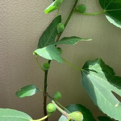 【お取引中！】植木鉢ごとイチジクの画像