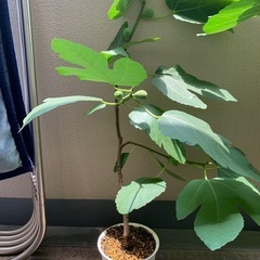 【お取引中！】植木鉢ごとイチジクの画像