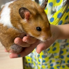 ゴールデンハムスター　1歳3ヶ月　♂