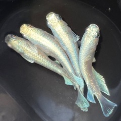 【現物】エメキンの選別外🐟めだか4匹セットの画像