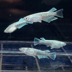 【現物】エメキンの選別外🐟めだか4匹セットの画像