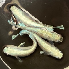 【現物】エメキンの選別外🐟めだか4匹セットの画像