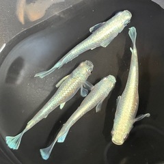 【現物】エメキンの選別外🐟めだか4匹セットの画像