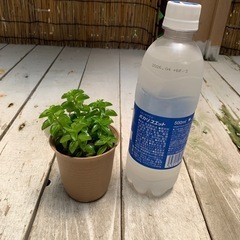 ペペロミア　ニパドラの画像