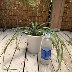 花パインの画像