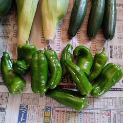 お野菜５点の画像