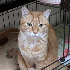 保護猫ボランティアしています