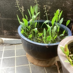 メダカ鉢セットの画像