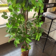 フェイク観葉植物①の画像