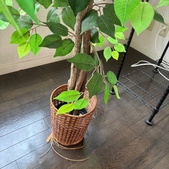 フェイク観葉植物①の画像