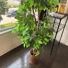 フェイク観葉植物①の画像