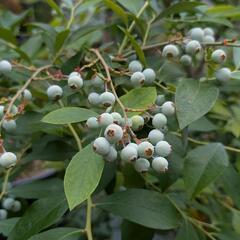 ブルーベリー　大株二株セットの画像