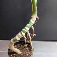 2 モンステラ　5号　幹立ち　幹上がり　観葉植物の画像