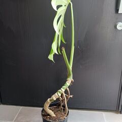 2 モンステラ　5号　幹立ち　幹上がり　観葉植物の画像