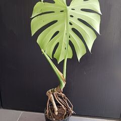 2 モンステラ　5号　幹立ち　幹上がり　観葉植物の画像