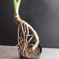 2 モンステラ　5号　幹立ち　幹上がり　観葉植物の画像
