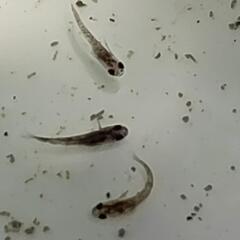 改良メダカ和墨3色ブルーアイ5匹の画像