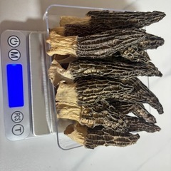 乾燥モリーユ茸の画像