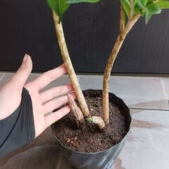 5000円　6 コンニャク芋　鉢植え　5号　ユニーク植物の画像