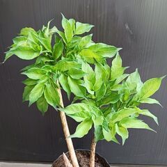 8000円　6 コンニャク芋　鉢植え　5号　ユニーク植物