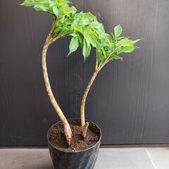 5000円　6 コンニャク芋　鉢植え　5号　ユニーク植物の画像