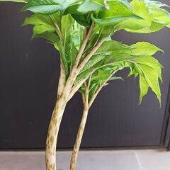 5000円　6 コンニャク芋　鉢植え　5号　ユニーク植物の画像