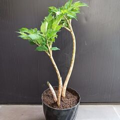 5000円　6 コンニャク芋　鉢植え　5号　ユニーク植物の画像