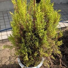 ゴールドクレストの画像