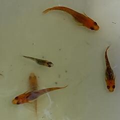 改良メダカ「玄」若魚4匹の画像