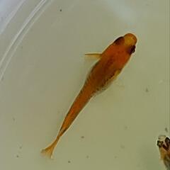 改良メダカ「玄」若魚4匹の画像
