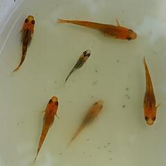改良メダカ「玄」若魚4匹の画像