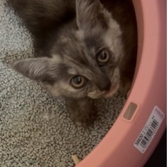 保護猫　　性別不明　　至急探してます。