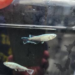 めだか　マリアージュリアルロングフィン　成魚の画像