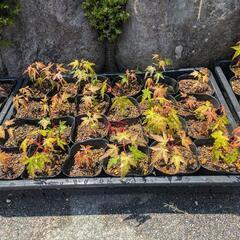 イロハモミジ苗木（1株）の画像