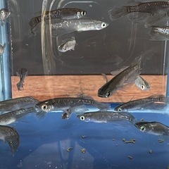 #34ブラックダイヤヒレ長　グレー系　親魚　1匹¥100 6匹¥500の画像