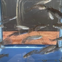 #34ブラックダイヤヒレ長　グレー系　親魚　1匹¥100 6匹¥500の画像