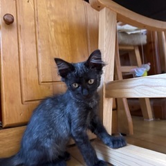 ブラック スモーク猫
