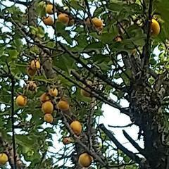 熟した梅差し上げます。