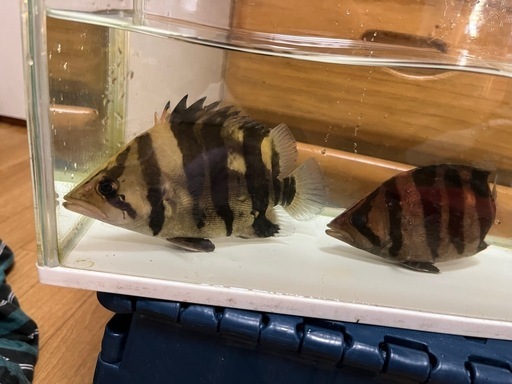ダトニオプラスワン ボルネオ島 2匹